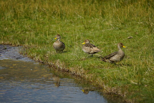 ducks on the lake, Perito Moreno 