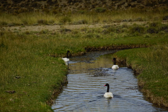 ducks on the lake, Perito Moreno 