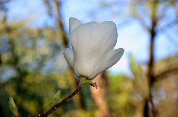 Fototapeta na wymiar White flower of magnolia Soulangeana 'Lennei Alba' bloom in a branch of a tree in the spring park 