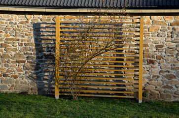 trellises for climbing plants standing alone on the lawn near the stone wall. creeping rose. horizontal wooden wall of yellow color. square ladder in the yard garden. design for climbing plants.