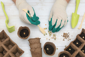 The gardener sorts the seeds on the table for planting in peat pots. Growing seedlings. Preparing...