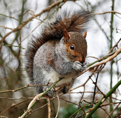 Grey Squirrel sitting sitting on a tree branch