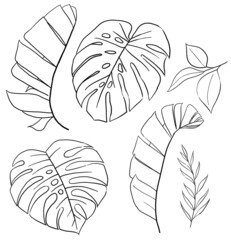 Black Outlines tropical banana and monstera leaves illustration