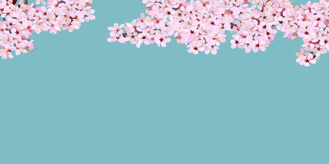 Vector illustration banner of cherry blossoms in full bloom.