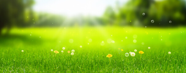 sunshine on beautiful idyllic summer or springtime meadow with dandelion and blowball flowers in foreground, blurred idyllic summer meadow background with pollen dust, natural concept with copy space