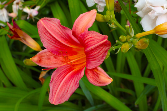 Flowering lily in the park in spring or summer, the background of nature.