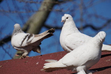 Pigeons