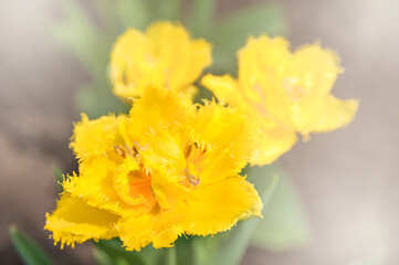 Yellow terry tulips close up and copy space..
