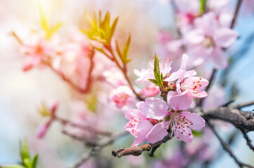 Pink flowering tree branches close up and copy space..