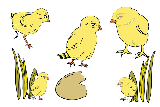 Easter chicks. Spring baby chicken, cute yellow chick and funny chickens isolated cartoon vector illustration set. Greetings and gifts for Easter in flat style. Easter promotion