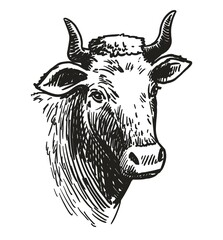 Isolated cow head on white background, animal husbandry, handmade sketch.
