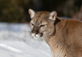 Cougar or Mountain lion (Puma concolor) closeup in the winter snow 