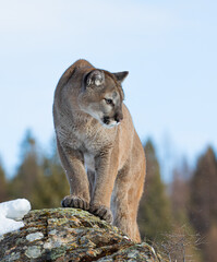 Cougar or Mountain lion (Puma concolor) walking in the winter snow  - 486274109