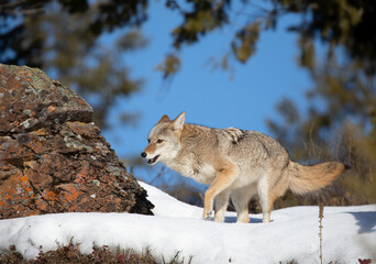 A lone coyote (Canis latrans) walking and hunting in the winter snow