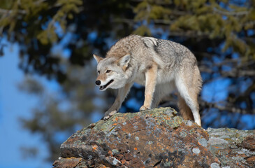 A lone coyote (Canis latrans) standing on a rocky cliff hunting in the winter snow