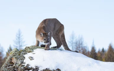 Fototapeten Cougar or Mountain lion (Puma concolor) on the prowl in the winter snow in the U.S. © Jim Cumming