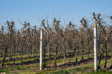 Image of apple orchard in early spring.