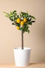 Idea for minimalist interior design. Small potted lemon tree with fruits on wooden table near beige...