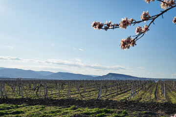 Image of a vineyard in early spring.