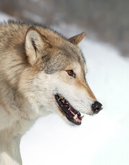 Tundra Wolf (Canis lupus albus) closeup in the winter snow.