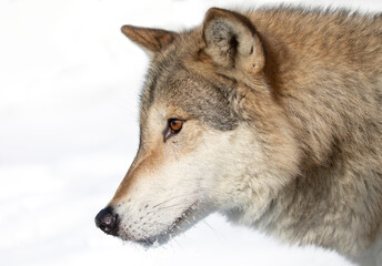 Tundra Wolf (Canis lupus albus) isolated on white background closeup in the winter snow.