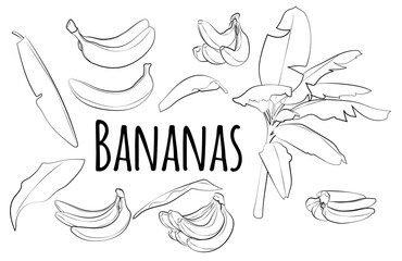 Fototapeta premium Set of bananas with leaves, linear black and white pattern.