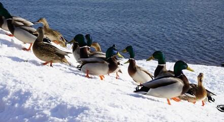 Fototapeta premium ducks in the snow