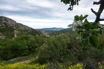 View of the road in the gorge of the Echki-Daga mountain. Picturesque view of the Crimean mountains. Fox Bay. Crimea.