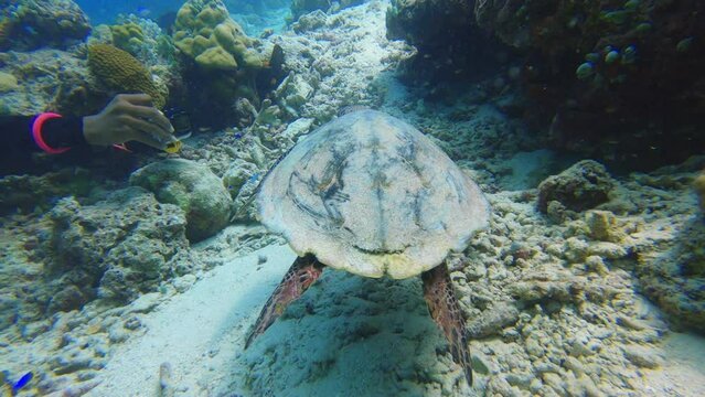 Swimming sea turtle. Underwater video from scuba diving in Indian Ocean in Maldives