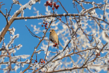A female of the common grosbeak (Coccothraustes coccothraustes) among the branches of a wild apple tree covered with snow against a blue sky. Feeding birds in winter, grosbeak eats crab apple fruit