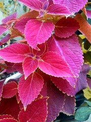 Coleus scrutellarioides, commonly known as Coleus.