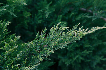 juniper branch of bright green color on a bush