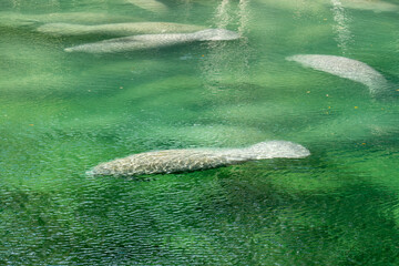 A herd of Florida Manatee (Trichechus manatus latirostris) swimming in the crystal-clear spring water at Blue Spring State Park in Florida, USA, a winter gathering site for manatees.