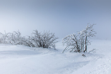 
snow landscape in the Vosges with bushes