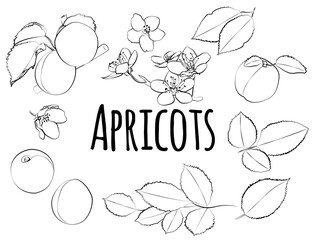 Set of apricots with leaves and flowers, linear black and white pattern.