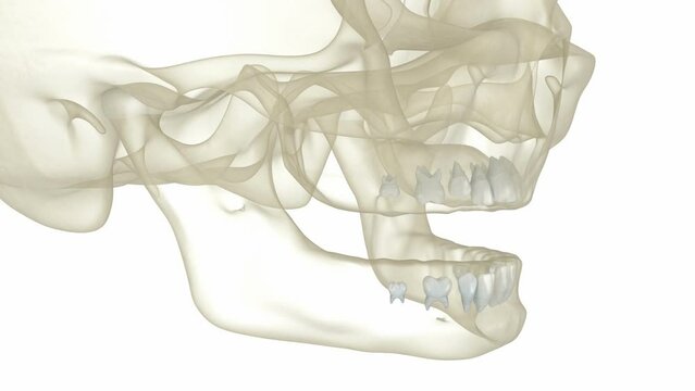 Baby primary tooth eruption. Medically accurate dental 3D animation