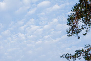 blue sky, beautiful clouds, fir branches