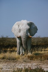White elephant of Etosha National Park