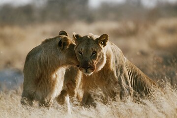 Fototapeta na wymiar Young lions showing affection in Etosha National Park