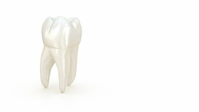 Molar tooth rotation, dental background 3D animation