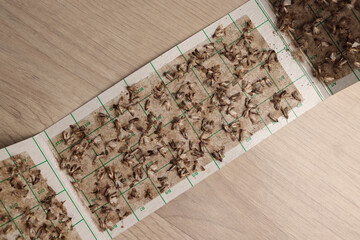 Sticky, adhesive moth trap full of Indian meal moths (Plodia interpunctella); color illustration photo of insect repellent and pest control or anti-moth advertising.