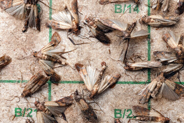 A lot of Indian meal moths (Plodia interpunctella) stuck in the adhesive glue moth trap; color illustration 
macro photo of insect repellent and pest control or anti-moth advertising. 