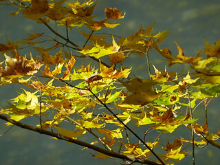 Autumn forest. Yellow foliage.