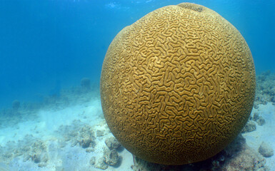 underwater coral reef , caribbean sea , Venezuela
