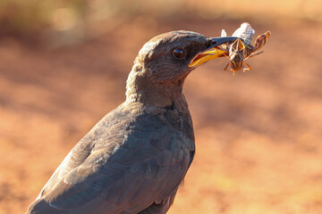 Pied Starling, South Africa