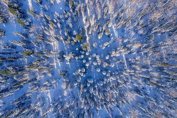 Top view Beautiful sparse winter forest in snow, aerial photo