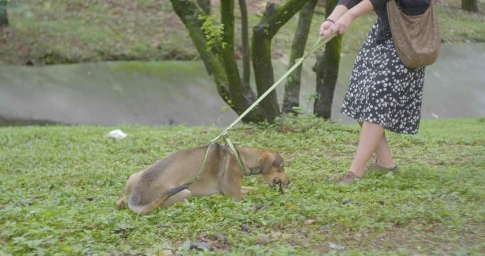 A Mixed-Breed Dog Plays with a Log while a Dark Hair Woman Tries to Pull and Scold her because it Ignores her in a Public Garden in Medellin, Colombia  