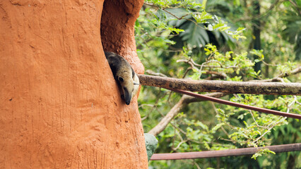 Tamandua tetradactyla or honey bear rescued by the police is in a zoo