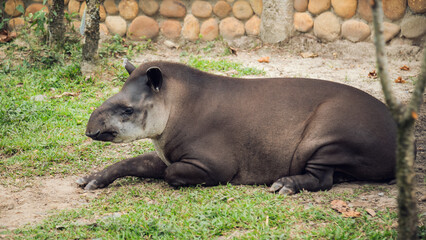 Amazon tapir recovered by police in Colombian zoo
