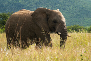 Naklejka na ściany i meble An adolescent elephant ambles through grassland in Pilanesberg Game Re serve, North West.